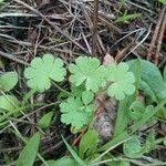 Bowlesia incana Leaf