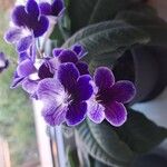 Streptocarpus primulifoliusЦветок