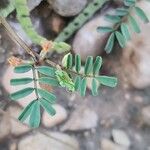 Hippocrepis biflora Likasa