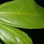 Alchornea latifolia Liść