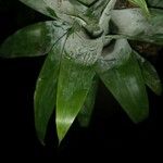 Pitcairnia atrorubens Hoja