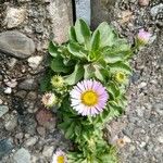 Erigeron glaucus ᱥᱟᱠᱟᱢ