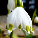 Leucojum vernum പുഷ്പം