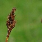 Carex bipartita Frutto