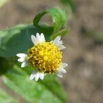 Galinsoga quadriradiataFlower