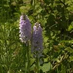 Dactylorhiza maculataFlower