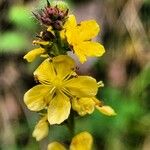 Agrimonia eupatoria Flower