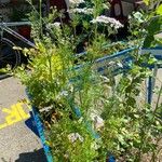 Coriandrum sativum Συνήθη χαρακτηριστικά