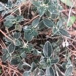 Helianthemum cinereum Leaf