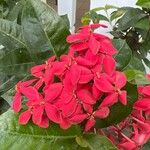 Ixora spp.Flower