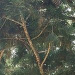 Araucaria cunninghamii Folha
