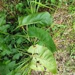 Silphium terebinthinaceum Leaf