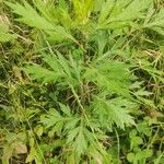 Artemisia vulgaris Лист