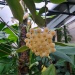 Hoya lacunosa Blomst
