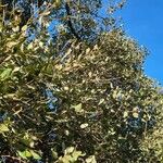 Quercus rotundifolia Fuelha