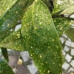 Aucuba japonica Liść