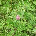 Trifolium pratenseCvet