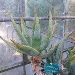Aloe marlothii Folio