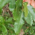 Quercus trojana Листок