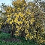 Acacia retinodes Συνήθη χαρακτηριστικά