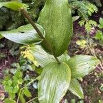 Epipactis helleborine Lehti