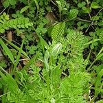 Orlaya grandiflora Flor