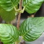 Sabicea calycina Corteza