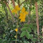 Cassia fistulaᱥᱟᱠᱟᱢ