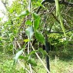 Pisonia aculeata पत्ता