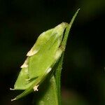 Vicia loiseleurii Fruit