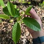 Frangula caroliniana Leaf