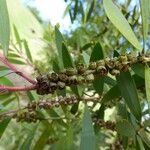 Melaleuca quinquenervia Плод