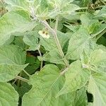 Physalis peruviana Leaf