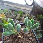 Crassula rogersii Hoja
