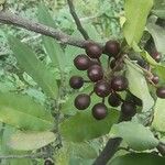 Polyalthia suberosa Fruit