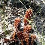 Orobanche rapum-genistae Fruto