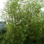 Salix viminalis Staniste