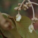 Schinziophyton rautanenii Flor