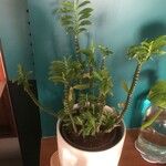 Euphorbia tithymaloides Fulla
