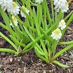 Muscari aucheri Leaf