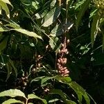 Toona ciliata Fruit