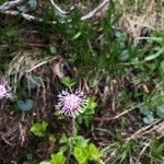 Homogyne alpina Blüte