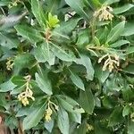 Arbutus andrachne Alkat (teljes növény)