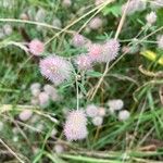 Trifolium arvense പുഷ്പം