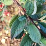 Cotoneaster coriaceus 叶