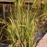 Carex elata Costuma