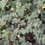 Medicago rigidula Likasa