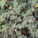 Medicago rigidula ഇല