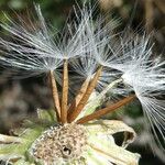 Crepis albida Froito