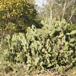 Opuntia ficus-indicaعادت